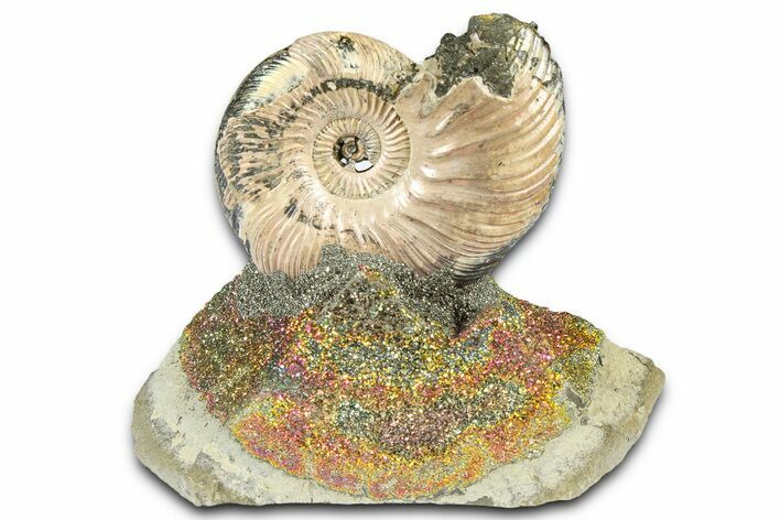 Iridescent Pyritized Ammonite (Quenstedticeras) Fossil Display #368841